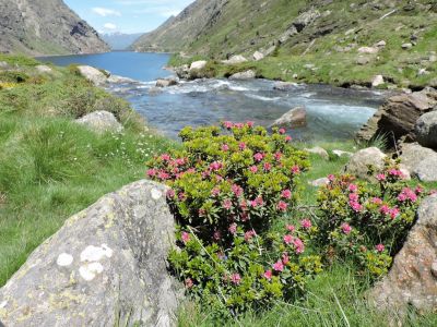 Betty
Plateau de Soulcem ARIEGE
