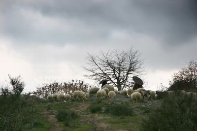 Mako
Temps de moutons ?
