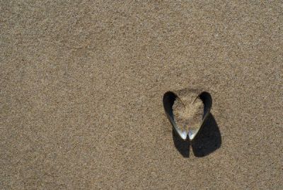 joel pierre
coquillage et sable fin.....
