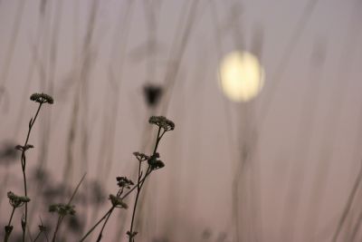 joel P
J'aime ces photos picturales , je prÃ©fÃ¨re celle ci plus abstraite ....??

