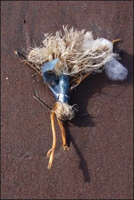 Joel P
Sur le sable de la plage, l'AMOUR.......
On l'a bien offert Ã  quelqu'un ?
Ce bouquet improvisÃ©......
