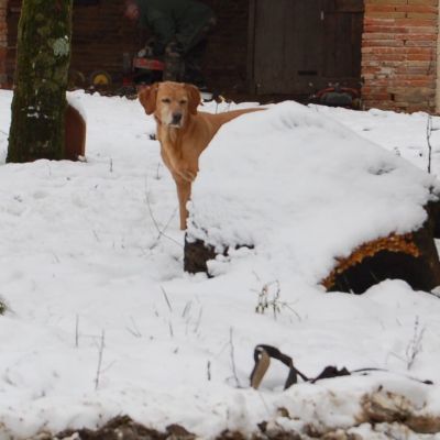 GeneviÃ¨ve A.
temps de chien enneigÃ©!!
