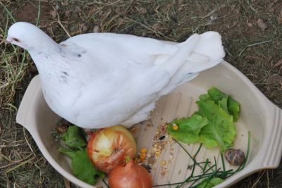 GeneviÃ¨ve A.
pigeon aux oignons et Ã  la ciboulette
