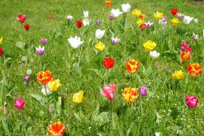 tulipes GÃ©rard Soubiran
