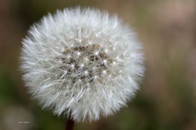 Rondeur en ... finesse ...
Mots-clés: 2nis