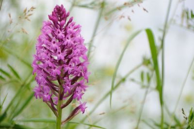 Orchis_Pyramidal_6645.JPG