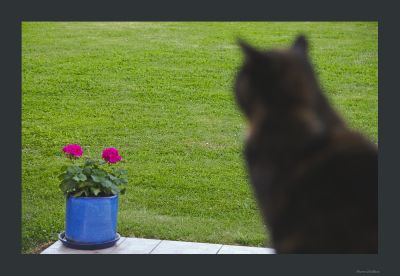 Pierre
C'est bien le printemps, chat se voit
