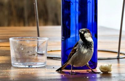 l'oiseau se met en valeur
gilbert
