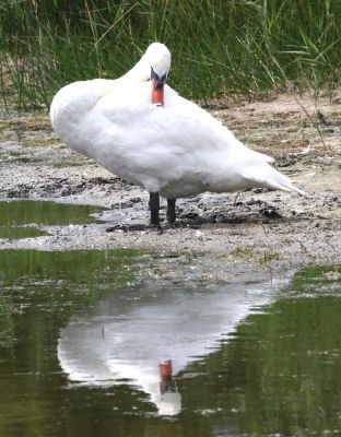 fais moi un cygne
gilbert
