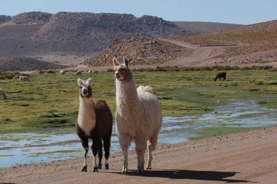 Lama Chili (altiplano)
A M
