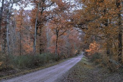 foret Montech
Condition particuliÃ¨re
Malain
