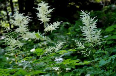 Barbe de Bouc (Aruncus dioicus) - RosacÃ©es
