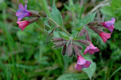 ... de Pulmonaire
G. Planques
