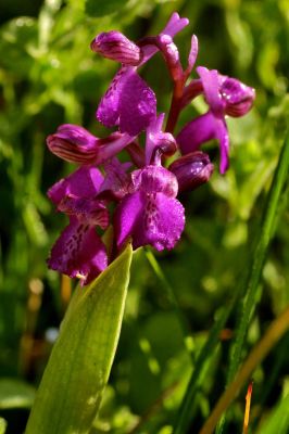 Gilbert P.
Orchis boufon (Anacamptis morio subsp. morio
