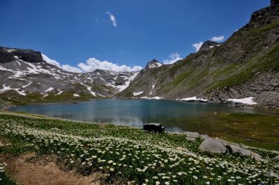 Renoncule de kuepfer - Lac Lauzanier 2012
Gilbert P.
