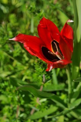 Gilbert P.
Tulipe d'Agen (Tulipa Agenensis)
