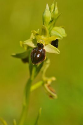 Gilbert P.
Ophrys araignÃ©e (Ophrys aranifera subsp. aranifera)
