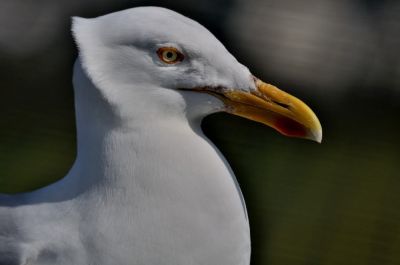 Gilbert P.
