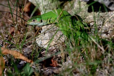 LÃ©zard vert
Gilbert P.
