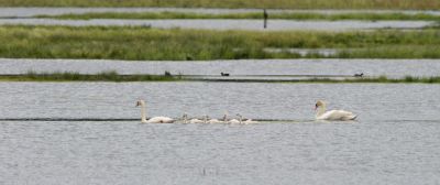 Cygne TuberculÃ© - Marais de SougÃ©al
G. Planques
