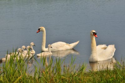 Gilbert P.
Cygne tuberculÃ©. le tubercule s'avÃ¨re bien utile pour diffÃ©rencier la femelle du mÃ¢le, car chez ce dernier il est beaucoup plus imposant, en particulier durant toute la pÃ©riode oÃ¹ le couple fonde et Ã©lÃ¨ve sa petite famille ! 
