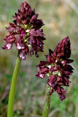 ... d'Orchis pourpre
G. Planques
