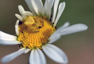 Gilbert P.
Thomise enflÃ©e (Thomisus onustus) - ThomisidÃ©s 
