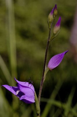 ... de CÃ©phalanthÃ¨re rouge
G. Planques
