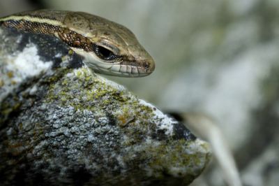 LÃ©zard des murailles
Gilbert P.
