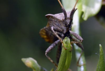 Gilbert P.
CorÃ©e marginÃ©e (Coreus marginatus) - CoreidÃ©s
