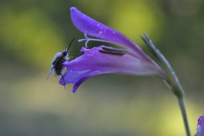 RÃ©veil d'un Bombyle
G. Planques
