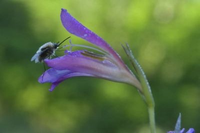 RÃ©veil d'un Bombyle dans un glaÃ¯eul des moissons
