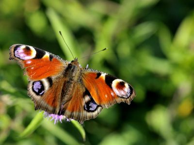 Gilbert P.
Le Paon du Jour est un joli papillon assez commun ainsi nommÃ© en raison des ocelles colorÃ©s qui ornent ses ailes. Comme pour l'oiseau, l'ocelle imite l'oeil d'un prÃ©dateur pour surprendre ceux-ci et lui permettre de fuir.
