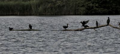 Grand Cormoran Etang Cistude
G. Planques
