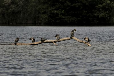 Grand Cormoran (toilettage)  Etang Cistude
G. Planques
