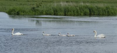 Cygne TuberculÃ© - Maison du Parc Carentan
G. Planques
