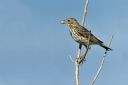 _DSC8643_0012_Pipit_farlouse__28Anthus_pratensis29_-_Motacillides_15017.JPG