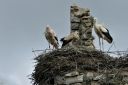 _DSC8996_0078_Cigogne_blanche_28Ciconia_ciconia29_-_Ciconiides_2747.JPG