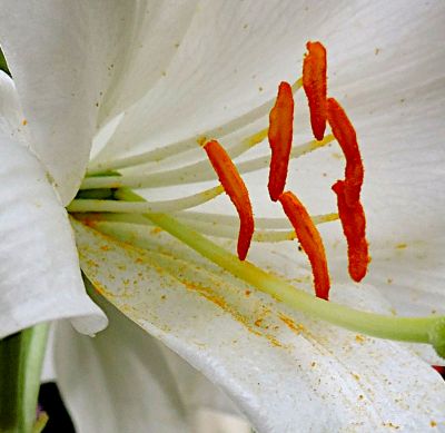 Betty
Pollen
