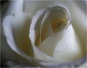rose~0.jpg