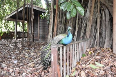 Geneviève
en Guyane
