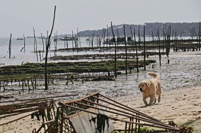 chien sur plage
gilbert
