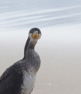 tu veux ma photo?
