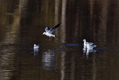 Mouette Rieuse Juvénile
