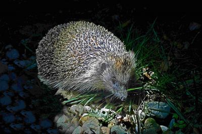 Betty
Nos amis du jardin
