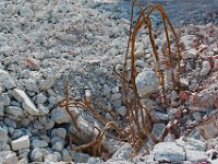 202605 DemolitionPoult 03